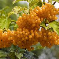 Саженец Калина желтая в контейнере